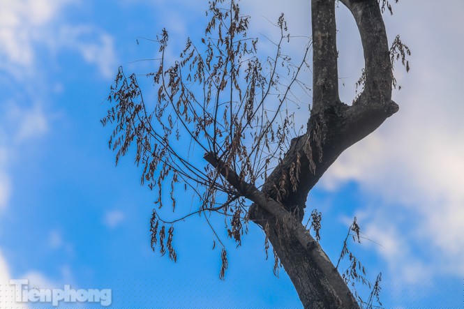 Nhiều cây sưa 'tiền tỷ' trên đường phố Hà Nội dần chết khô trong bọc sắt - ảnh 9