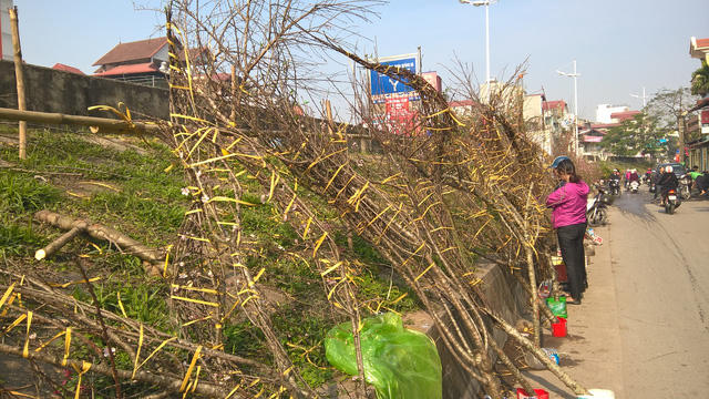 Ngoài đào phai, có cả hoa mai, mơ và mận được chặt hạ từ các cánh rừng Tây Bắc.