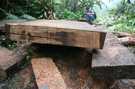 Rừng bảo tồn là con ngỗng béo!