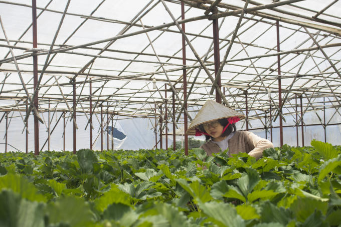 Đất trồng ở đây là từ sơ dừa được mang từ Nha Trang về. Được nhà vườn chăm sóc kỹ lưỡng.