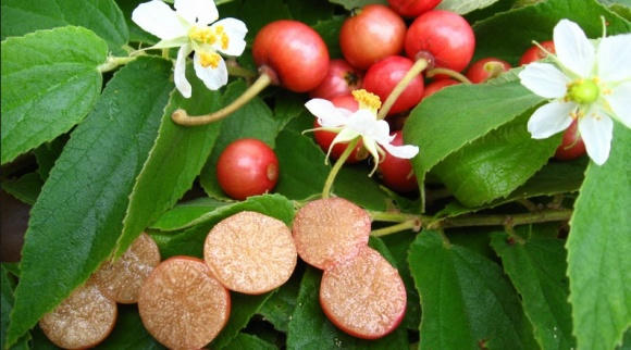 Ăn quả trứng cá có gây ung thư như tin đồn?