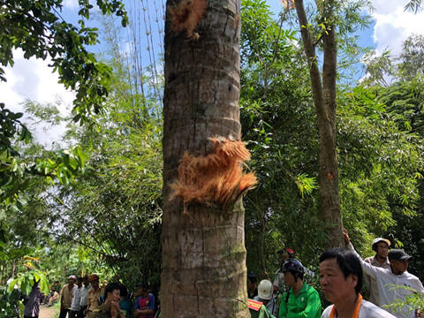 Một thân dừa tại hiện trường bị xé nát sau vụ nổ. (Ảnh: Gia Bách)