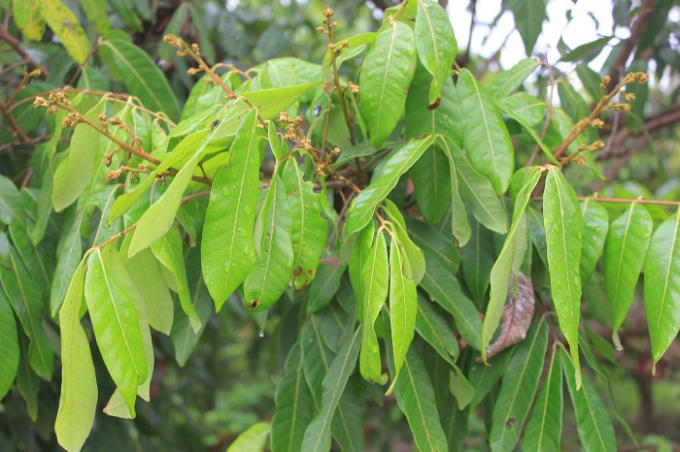 Cây nhãn ra hoa thưa thớt và có hiện tượng sâu bệnh trên lá.