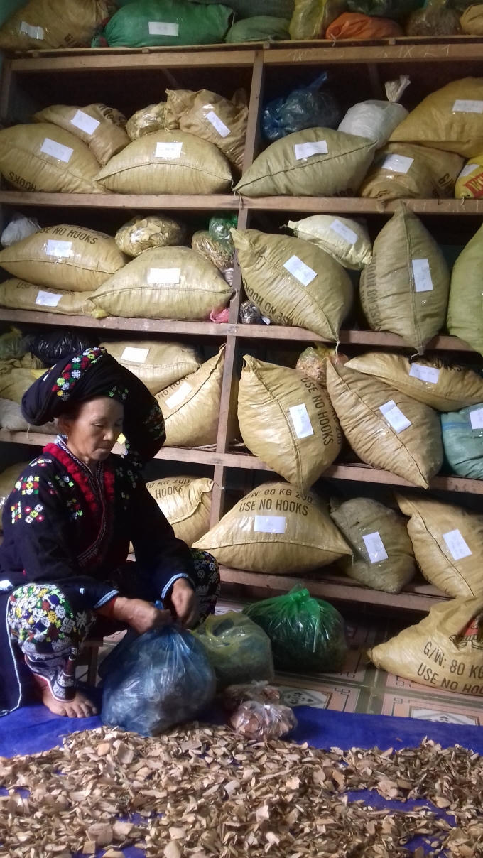 Mẹ Triệu Thị Lầu bốc thuốc cho bệnh nhân.