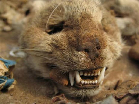 Hàng hóa chính ở chợ là những "bùa chú" để phục vụ các thầy phù thủy. Ảnh: soulask.com.