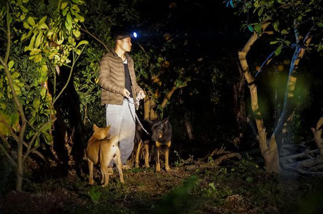 "Còn hơn nửa tháng nữa là đến Tết, chăm sóc cả năm với được thu hoạch nên chúng tôi phải túc trực 24/24 để chống trộm", anh Phúc cho hay.