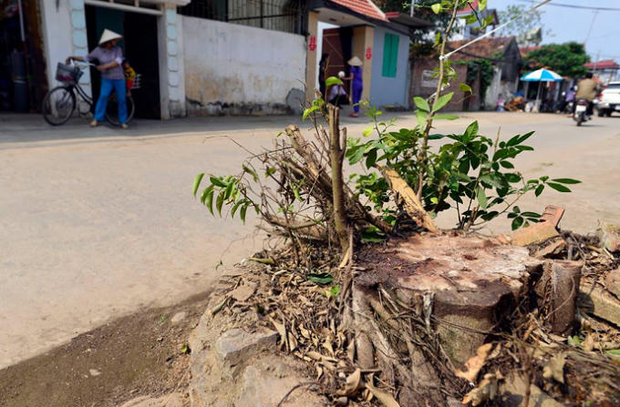 Hình ảnh cây xanh bị đốn hạ liên quan đến việc đòi lại vìa hè tại xã Cẩm Yên.