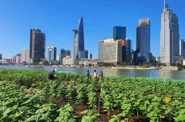 Bờ sông Sài Gòn trồng thêm 20.000 cây hoa hướng dương chào Tết Giáp Thìn