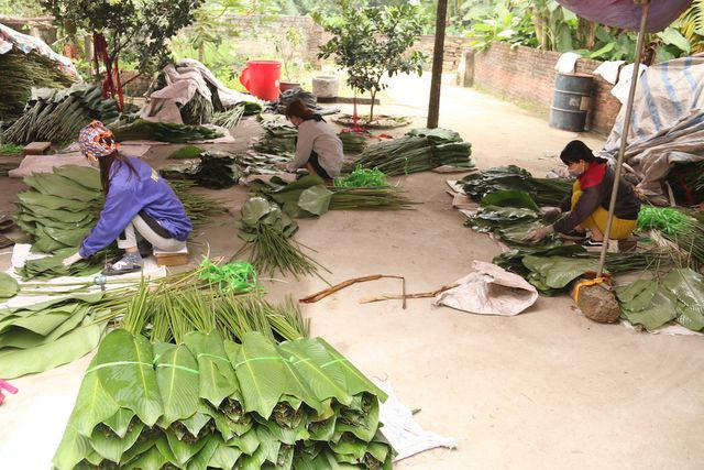 Thời điểm này thương lái chưa về mua nên lá dong được bó gọn rồi chất thành đống đợi thương lái. Lá dong có thể tươi rất lâu mà không cần bảo quản.