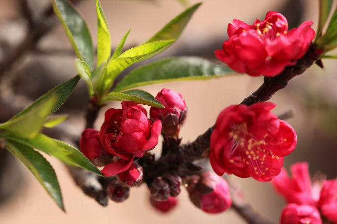 Giống đ&agrave;o qu&yacute; hiếm của l&agrave;ng hoa Nhật T&acirc;n