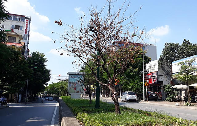 Hàng đào nở rực rỡ vào mùa xuân bỗng nhiên chết khô khiến nhiều người dân tiếc nuối.