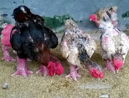 Gà Đông TảoGà Đông Tảo hay còn gọi là gà "tiến vua". Ảnh: Bình Minh