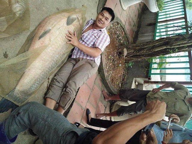 Con cá trắm có trọng lượng và khối lượng tương đương 1 người đàn ông trưởng thành.