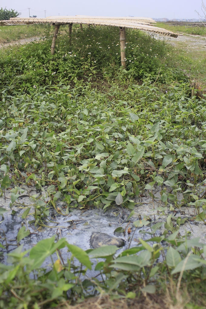 Miến được phơi trên mương nước thối