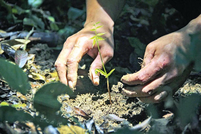 &ldquo;Giữ đạo&rdquo; với rừng ảnh 3