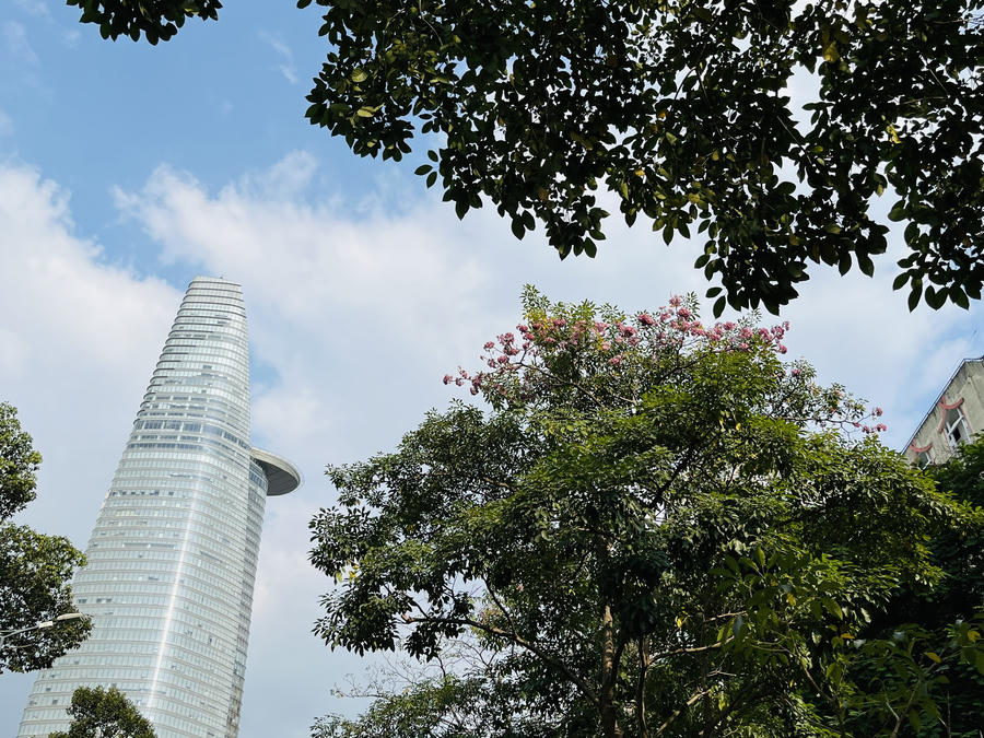 Có nguồn gốc từ Châu Mỹ và tên khoa học là Tabebuia Rosea, tại Sài Gòn, hoa kèn hồng được trồng thử nghiệm từ năm 2009, sau khi thấy phù hợp với khí hậu, hoa đã bắt đầu phủ sóng trên một số tuyến đường lớn. Vì ưa chuộng ánh sáng và đất khô, do đó sẽ hoa sẽ nở vào thời tiết nắng gắt nhất.