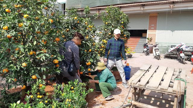 Ông Minh (người làng Phú Đô, Q. Nam Từ Liêm, Hà Nội) tuổi nay đã ngót 60, thay vì ngày thường chạy xe ôm, những ngày cận Tết ông này nhận chở mai, đào, quất cho khách. Mỗi chuyến hàng đi nhiều nơi, tiền công mấy triệu đồng/ngày là chuyện bình thường. 