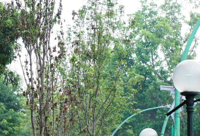 Phong lá đỏ là loại cây thuộc xứ lạnh, có chiều cao 6-7m và đường kính thân khoảng 25 cm. Việc xuất hiện của loại cây này trên đường phố Hà Nội khiến người dân thích thú và mong chờ. Trong khi đó, nhiều người không khỏi hoài nghi khả năng thích nghi của loài cây này tại Hà Nội.