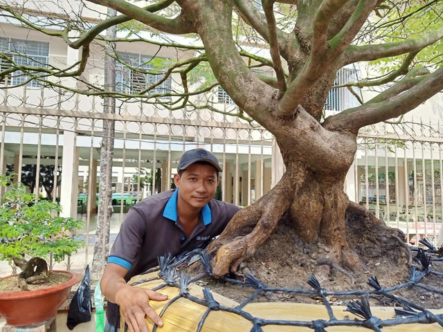 Anh Đức bên cây mai quý như vàng của mình