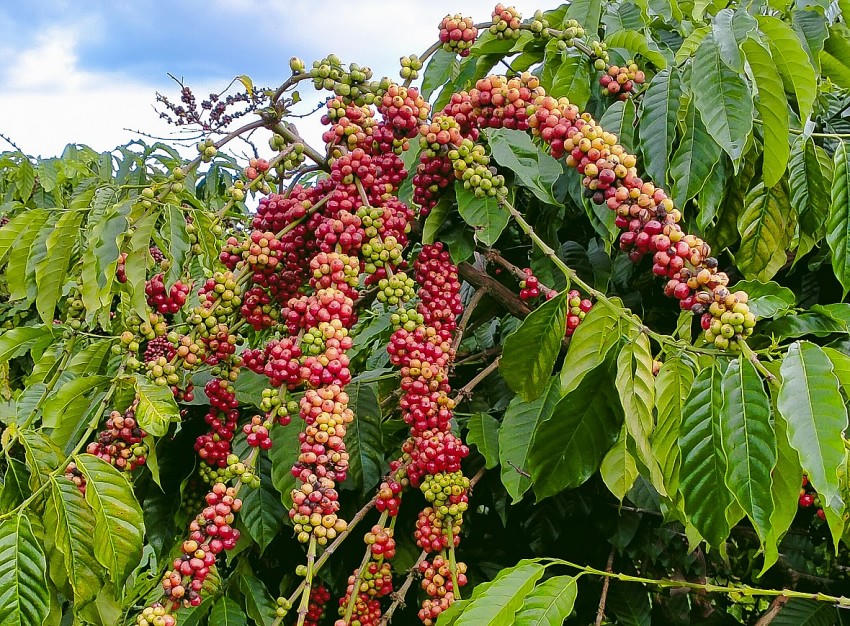 Giá cà phê tại Tây Nguyên và Đông Nam bộ dao động trong khoảng 110.800-110.900 đồng/kg. (Ảnh Internet).