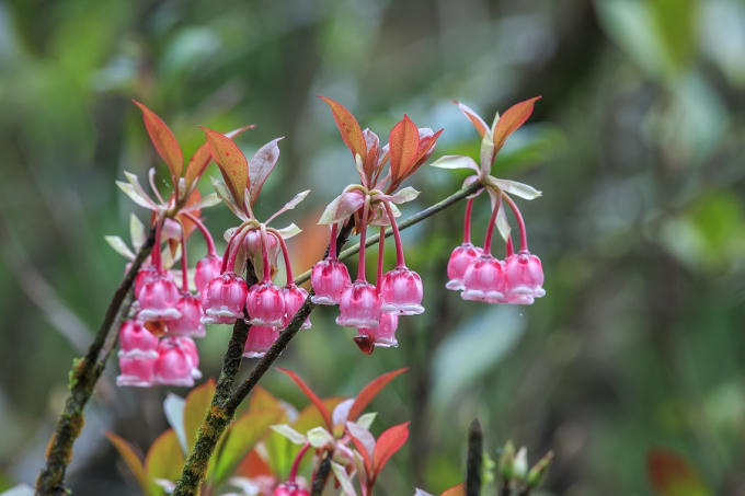 Giữa chốn huyền linh trên đỉnh cao 1.487 mét, những bông hoa đào như những chiếc chuông báo xuân về, rung rinh trong sương, trong gió núi, đẹp thanh khiết.