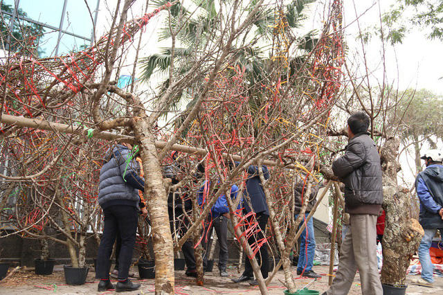 Các gian hàng bán đào rừng luôn tập nập khách tìm đến mua từ sớm.