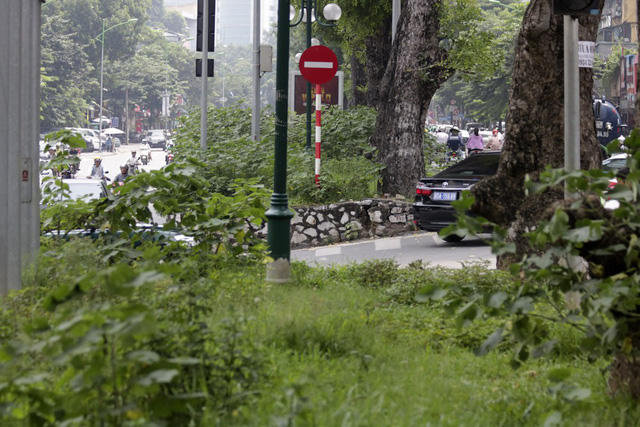 Dải phân cách trên phố Giảng Võ trước đây chỉ trồng cỏ, chiều ngang khá rộng và có một hàng cây xà cừ lớn tỏa bóng mát.