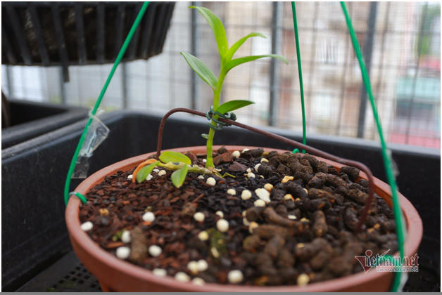 Lan 5 cánh trắng Bảo Duy vừa được hai anh mua với giá 3,5 tỷ, gồm 1 thân mẹ, 1 mầm gốc, đẻ nối 1 mầm gốc nữa