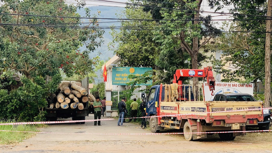 Số lượng gỗ khai thác trái phép được tập kết. (Ảnh: Huy Hoàng)