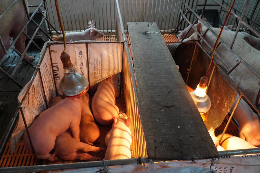 anh: bo truong nn&amp;amp;ptnt tham trai