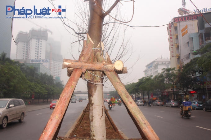 Đường kính thân cây khoảng 25 cm