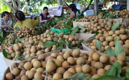 Năm qua Việt Nam đã xuất khẩu được nhiều loại trái cây ngon sang Mỹ...