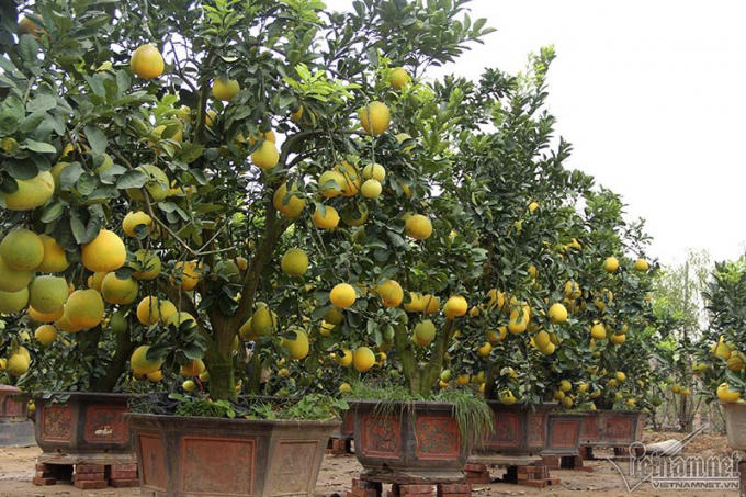 Giá của mỗi chậu bưởi này dao động từ 15-35 triệu đồng.