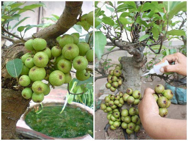 Cây sung là biểu tượng cho sự sung mãn, tròn đầy nên cây sung rất được người Việt ưa chuộng trồng làm cảnh. Tuy nhiên, nhiều cây sung được làm giả bằng cách gắn keo 502. (Ảnh minh họa)