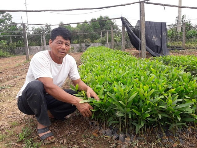 Do đất của gia đình bị thu hồi rồi bỏ hoang nên hiện nay gia đình ông Hải đang lên tự chiếm trồng keo. Ảnh: Trần Tuấn.