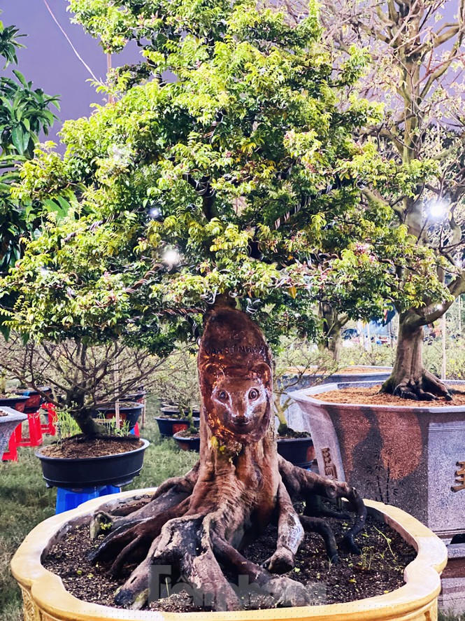 khe 100 tuoi hinh dau chuot doc la, gia 500 trieu gay xon xao hinh anh 3