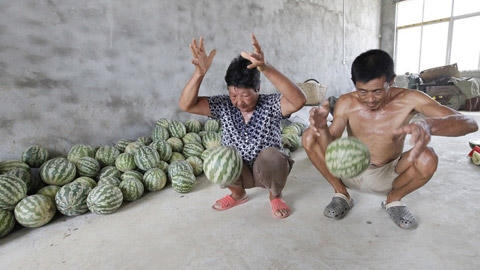 China News đưa tin, loại dưa lạ nói trên mới được trồng tại vườn nhà vợ chồng ông Cung, bà Vương ở tỉnh Hồ Bắc, Trung Quốc. Bà Vương cho biết, con gái bà làm việc ở Bắc Kinh đã mang hạt về và bà trồng loại dưa này cùng với các loại dưa hấu thông thường. Khi thu hoạch, sản lượng đạt 500kg. Quả nặng nhất là 4,7 kg trong khi quả nhỏ nhất là 2,05kg. (Ảnh: Chinanews).