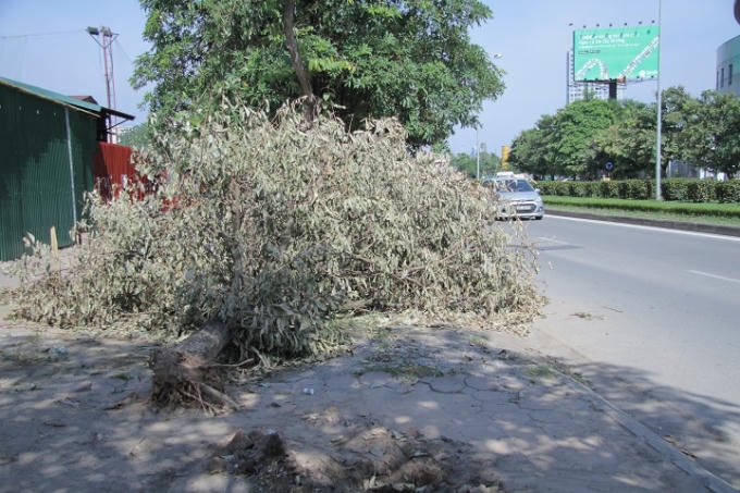 Cây hoa sữa nằm ngang mặt đất trên phố Tôn Thất Thuyết..