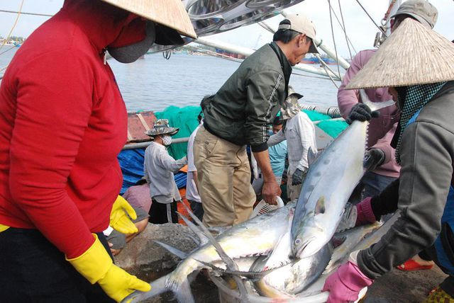 Ngư dân vận chuyển cá lên bờ bán cho thương lái.
