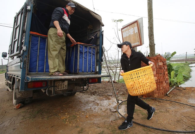 Lái buôn từ khắp các tỉnh thành: Hà Nội, Lào Cai, Tuyên Quang, Yên Bái, Điện Biên, Lai Châu, Hà Giang... nườm nượp đổ về mua cá.
