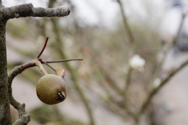 Có cành còn có nhưng quả lê non rất bắt mắt người xem. Ảnh: Như Trường.