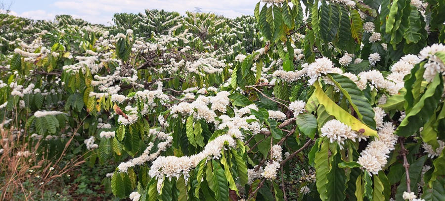 Những vườn cà phê nở tắng hoa cho báo hiệu một mùa bội thu. Ảnh: Ngọc Anh