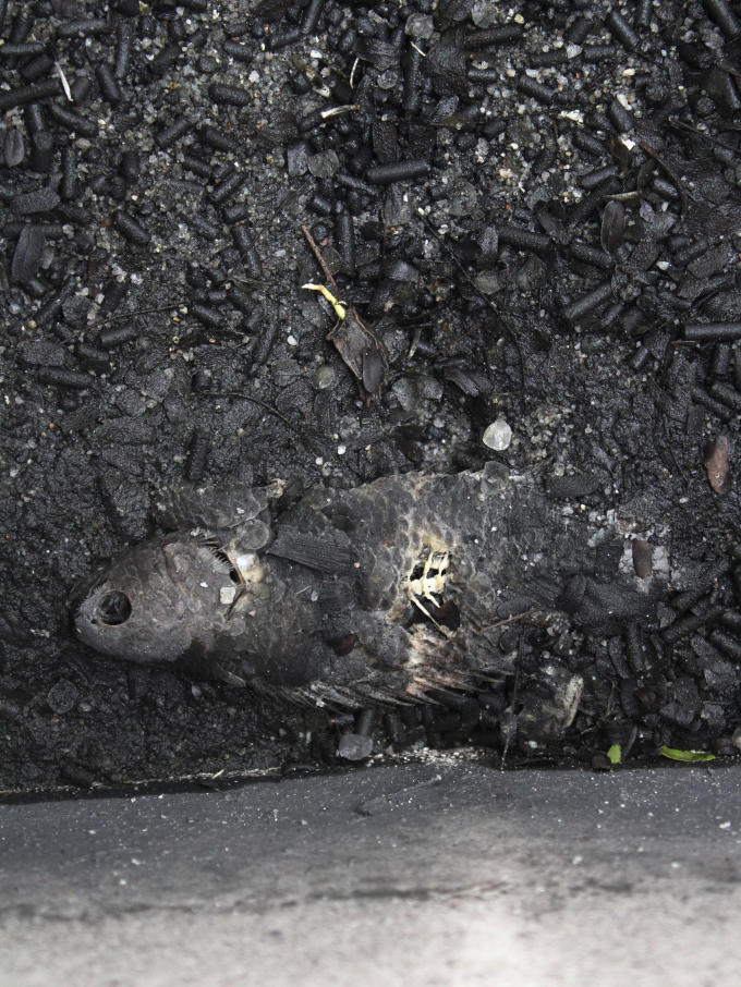 Xác cá chết thối bên trong thùng lọc.