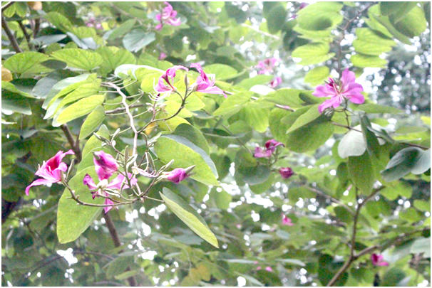 Hoa ban có nhiều loại nhưng được trồng phổ biến ở Hà Nội là những cây hoa  ban  tím , hoa ban đỏ  và hoa ban tím pha trắng. H oa ban trắng  mang  vẻ đẹp trinh bạch, tinh khôi, hoa ban tím mang vẻ đẹp mộng mơ, mơ màng ,  ban đỏ lại thực sự gây ấn tượng bởi màu đỏ kỳ ảo khó nói thành lời.