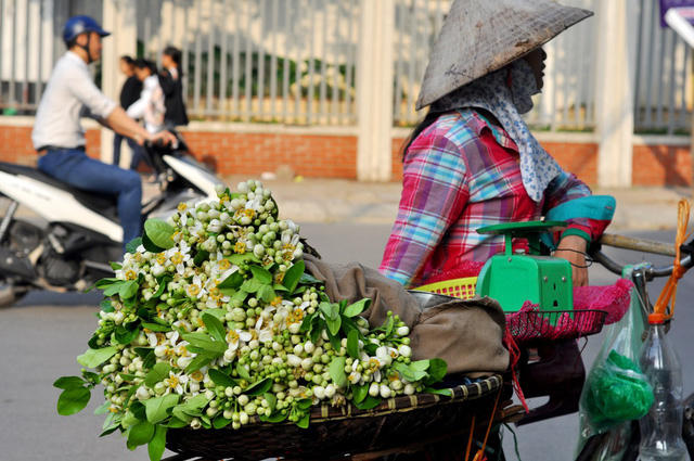 Thông thường, hoa bưởi nở vào đầu tháng 3 và chỉ nở từ 3 – 4 tuần rồi đậu trái. Các chủ vườn không cắt hoa từ những cây dùng để ăn trái mà chỉ hái từ những cây triết cành.