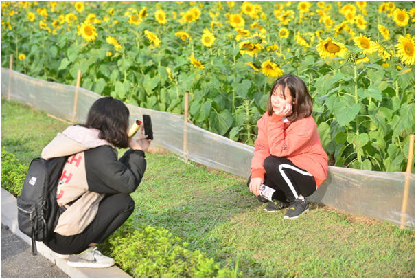 Ngay trong buổi chiều ngày 11/1, khi thông tin về vườn hoa tại Hoàng Thành Thăng Long được chia sẻ rộng rãi khắp cộng đồng mạng, ngay lập tức loài hoa luôn hướng về mặt trời đã thu hút nhiều du khách tìm tới xem và chụp ảnh kỷ niệm.