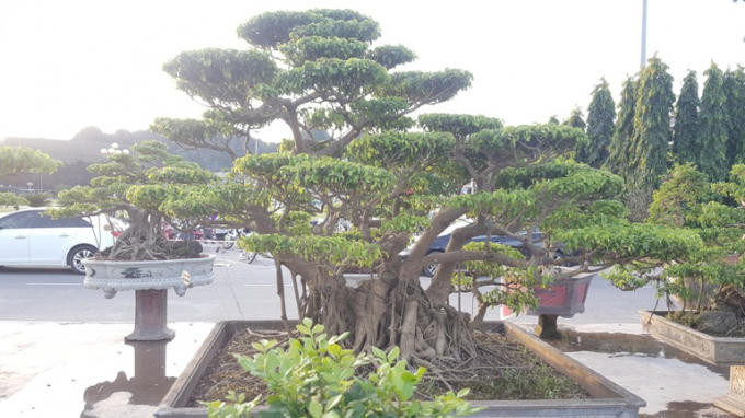 Chiêm ngưỡng những tác phẩm nghệ thuật Bonsai đặc sắc tại hội chợ OCOP Quảng Ninh lần thứ V