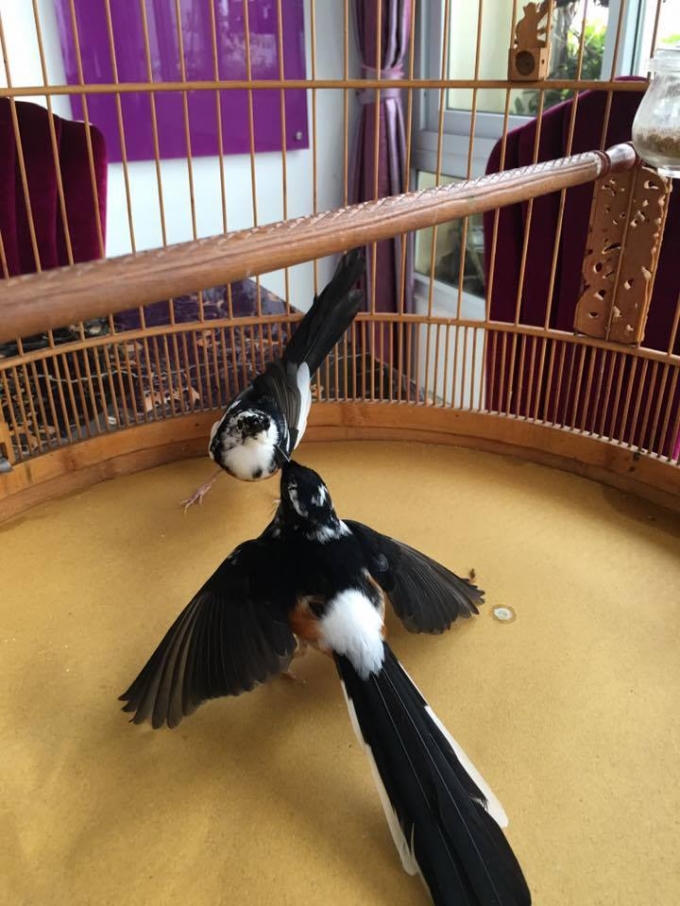 2 chú chích choè lửa bông mơ có giá 50 - 100 triệu đồng/con.