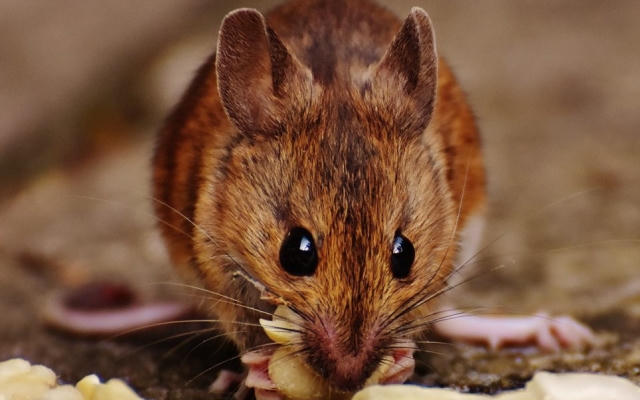 Hai anh em ruột thương vong vì... ăn nhầm bim bim tẩm thuốc chuột