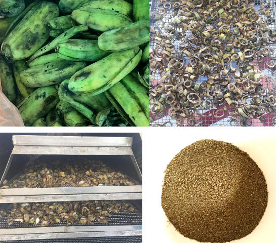 2 em cho biết để nghiên cứu được ra sản phẩm hữu ích từ vỏ chuối xanh phải tra qua rất nhiều công đoạn.